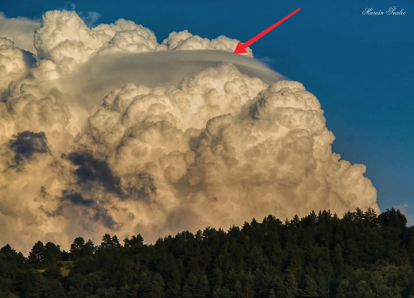 PILEUS